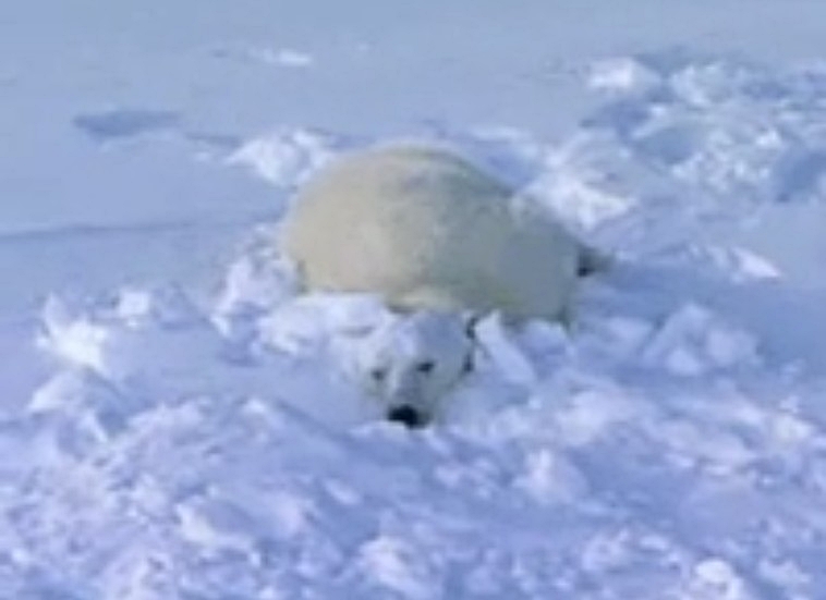 Der Schnee hat uns nicht aufgehalten